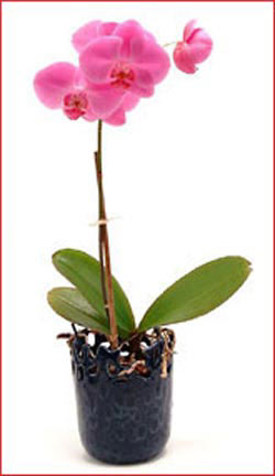  Ankara iek iek maazas , ieki adresleri  Phalaenopsis Orchid Plant