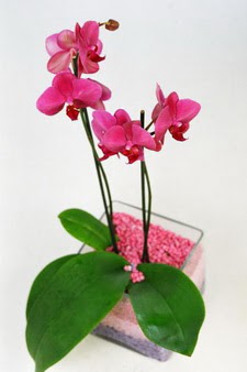  Ankara iek ieki maazas  tek dal cam yada mika vazo ierisinde orkide