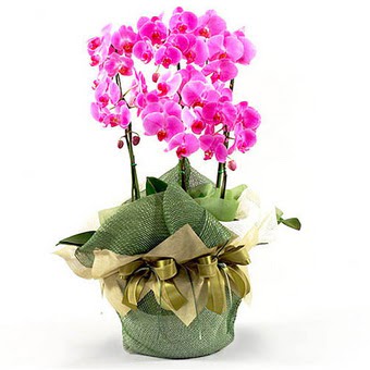   Ankara iek nternetten iek siparii  2 dal orkide , 2 kkl orkide - saksi iegidir