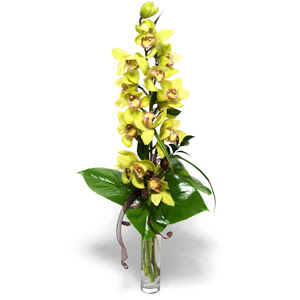   Ankara iek nternetten iek siparii  cam vazo ierisinde tek dal canli orkide