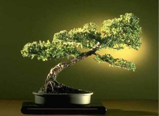 ithal bonsai saksi iegi  Ankara iek ieki maazas 