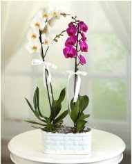 1 dal beyaz 1 dal mor yerli orkide saksda  Bilkent Ankara iek iek servisi , ieki adresleri 