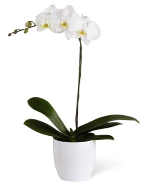 1 dall beyaz orkide  Bilkent Ankara iek yolla 14 ubat sevgililer gn iek 