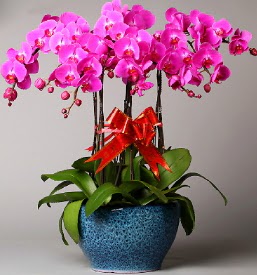 7 dall mor orkide  Ankara iek iek online iek siparii 