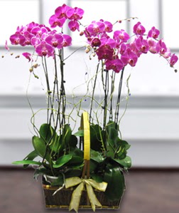 4 dall mor orkide  Ankara iek gvenli kaliteli hzl iek 