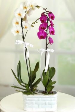 1 mor 1 dal beyaz thal orkide sepet ierisinde  Ankara iek iek maazas , ieki adresleri 