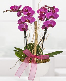 2 dall nmor orkide  Ankara iek anneler gn iek yolla 