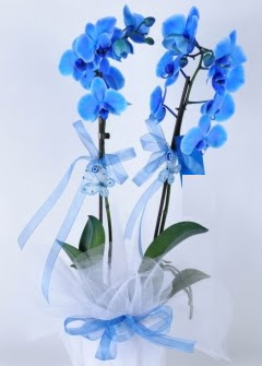 2 dall mavi orkide  Ankara iek internetten iek sat 