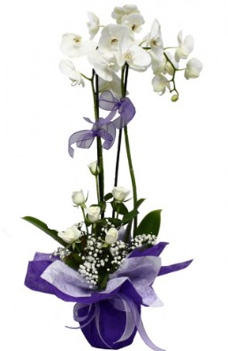 2 dall beyaz orkide 5 adet beyaz gl  Ankara iek ieki maazas 