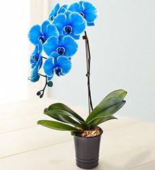1 dall sper esiz mavi orkide  Ankara iek iek maazas , ieki adresleri 