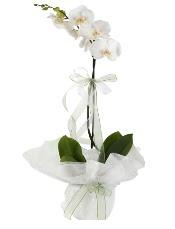 1 dal beyaz orkide iei  Bilkent Ankara iek iek siparii vermek 
