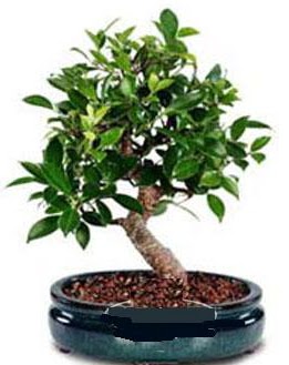 5 yanda japon aac bonsai bitkisi  Ankara iek anneler gn iek yolla 