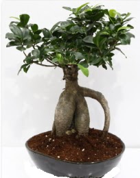5 yanda japon aac bonsai bitkisi  Ankara iek internetten iek sat 