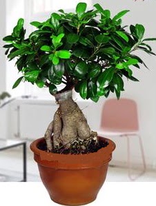 5 yanda japon aac bonsai bitkisi  Ankara iek online iek gnderme sipari 
