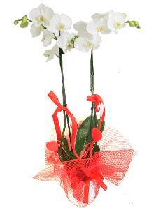2 dall beyaz orkide bitkisi  Ankara iek uluslararas iek gnderme 