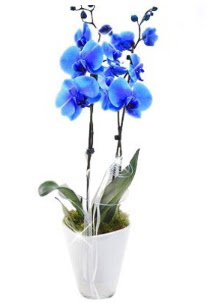 2 dall AILI mavi orkide  Bilkent iek siparii Ankara iek iek sat 