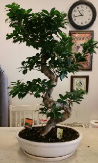 100 cm yksekliinde dev bonsai japon aac   Ankara iek nternetten iek siparii 