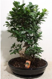 75 CM Ginseng bonsai Japon aac  Bilkent Ankara iek hediye iek yolla 