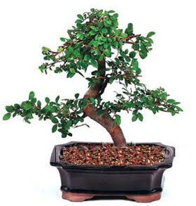 thal bonsai japon aac  Bilkent Ankara iek yollama iek siparii sitesi 
