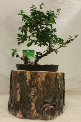 Doal ktk iinde bonsai japon aac   Ankara iek nternetten iek siparii 