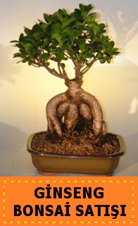 Ginseng bonsai sat japon aac  Bilkent Ankara iek cicek , cicekci 