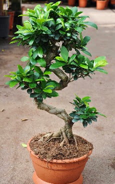 Orta boy bonsai saks bitkisi  Ankara iek internetten iek siparii 