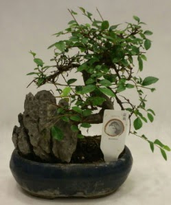 thal 1.ci kalite bonsai japon aac  Bilkent iek siparii Ankara iek iek sat 