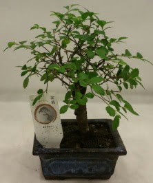 Minyatr ithal japon aac bonsai bitkisi  Bilkent iek siparii Ankara iek iek sat 