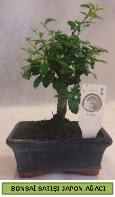 Minyatr bonsai aac sat   Ankara iek siparii iek gnderme 