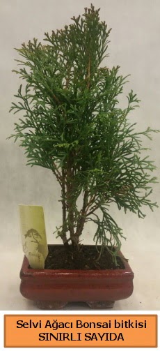 Selvi aac bonsai japon aac bitkisi  Bilkent iek siparii Ankara iek iek sat 