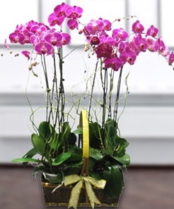 7 dall mor lila orkide  Bilkent Ankara iek iek gnderme sitemiz gvenlidir 