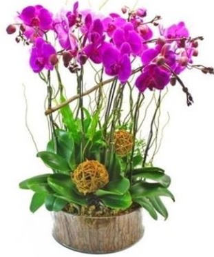 Ahap ktkte lila mor orkide 8 li  Ankara iek internetten iek sat 