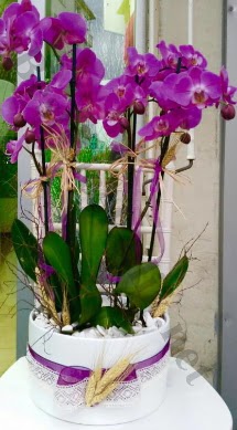 Seramik vazoda 4 dall mor lila orkide  Ankara iek online iek gnderme sipari 