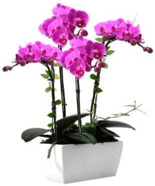 Seramik vazo ierisinde 4 dall mor orkide  Bilkent iek siparii Ankara iek iek sat 