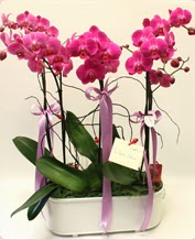 Beyaz seramik ierisinde 4 dall orkide  Bilkent Ankara iek gnder ucuz iek gnder 