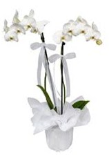 2 dall beyaz orkide  Ankara iek gvenli kaliteli hzl iek 