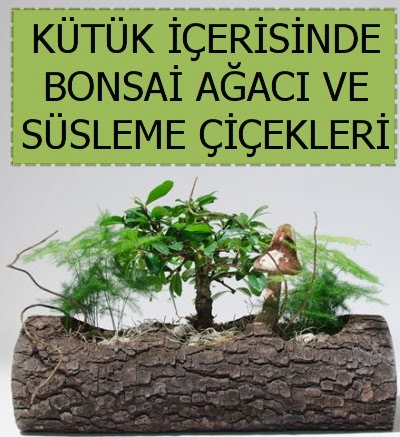 Ktk ierisinde bonsai japon aa bitkisi  Bilkent iek siparii Ankara iek iek sat 