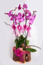 4 dall ktk ierisibde mor orkide  Bilkent iek siparii Ankara iek iek sat 