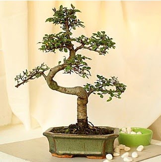 Shape S bonsai   Ankara iek nternetten iek siparii 