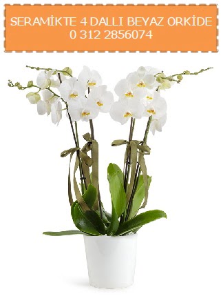 Seramikte 4 dall beyaz orkide  Bilkent Ankara iek iekiler 
