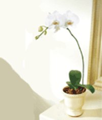   Ankara iek siparii iek gnderme  Saksida kaliteli bir orkide