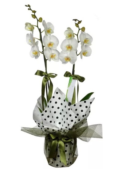 ift Dall Beyaz Orkide  Bilkent Ankara iek yolla 14 ubat sevgililer gn iek 