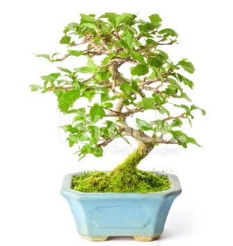 S zerkova bonsai ksa sreliine   Ankara iek nternetten iek siparii 