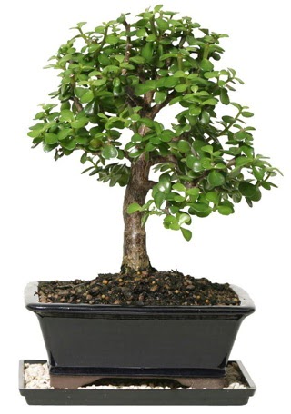 15 cm civar Zerkova bonsai bitkisi  Bilkent Ankara iek yollama iek siparii sitesi 