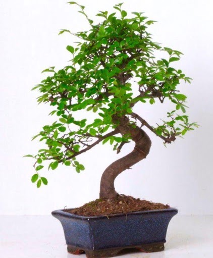 S gvdeli bonsai minyatr aa japon aac  Bilkent Ankara iek iek gnderme sitemiz gvenlidir 