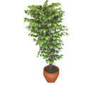 Ficus zel Starlight 1,75 cm   Bilkent Ankara iek cicek , cicekci 