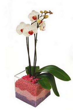  Ankara iek uluslararas iek gnderme  tek dal cam yada mika vazo ierisinde orkide