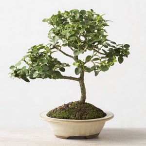 ithal bonsai saksi iegi  Ankara iek iek online iek siparii 