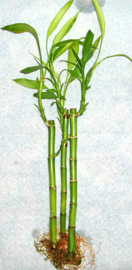 Lucky Bamboo 3 adet vazo hediye edilir   Bilkent Ankara iek cicek , cicekci 