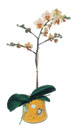  Ankara iek online iek gnderme sipari  Phalaenopsis Orkide ithal kalite